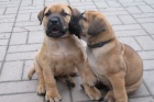 Boerboel - ttka s PP